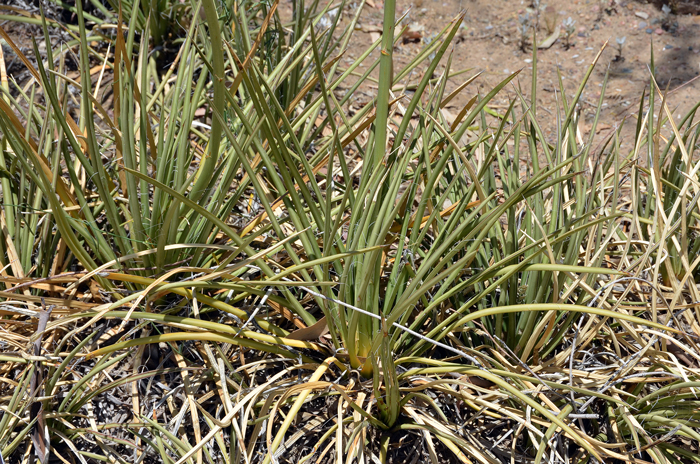 Schott's Century Plant or Shindagger is relatively rare in the United States where it is found in southern Arizona and southwest New Mexico. Agave schottii Schott's Century Plant or Shindagger is relatively rare in the United States where it is found in southern Arizona and southwest New Mexico. Agave schottii